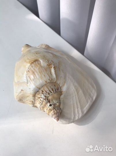 Большая морская раковина ракушка