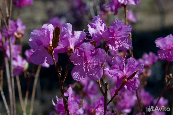 Рододендрон даурский