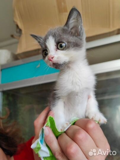 Котенок ищет дом