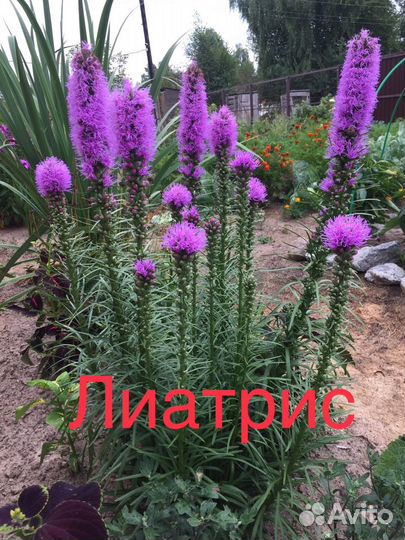 Многолетники