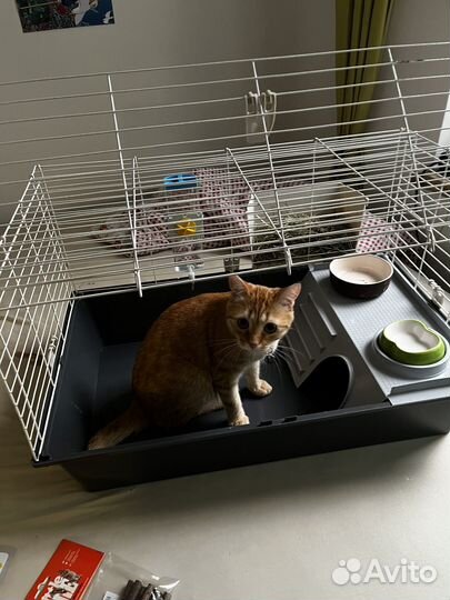 Морская свинка