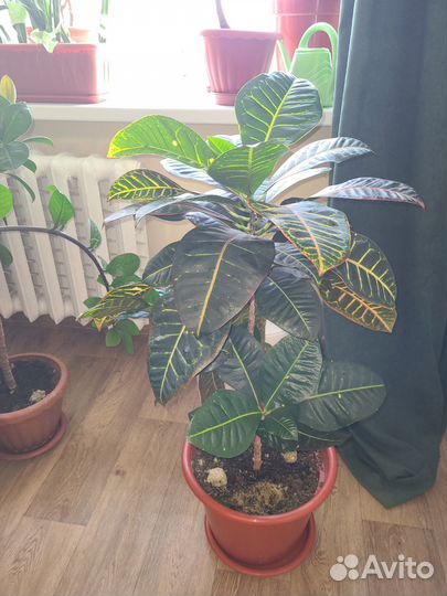 Комнатные цветы