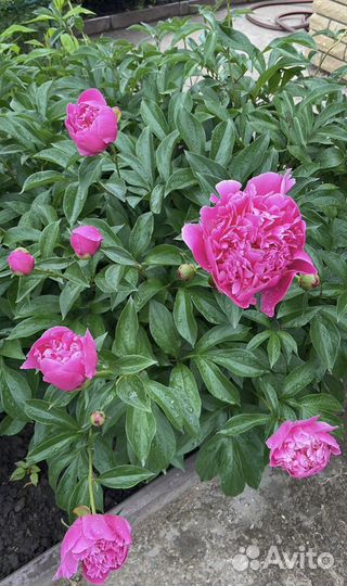 Пион Felix Crousse