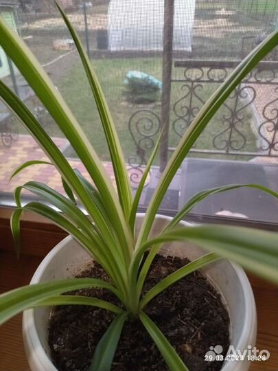 Хлорофитум детки продам