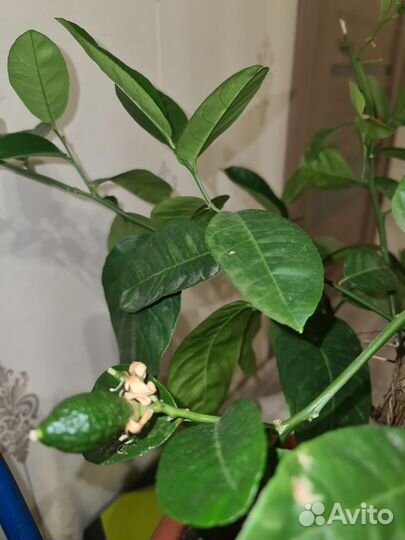 Плодоносящий лимон