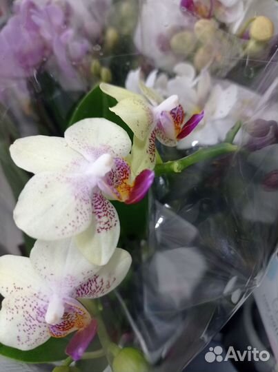 Орхидея фаленопсис мини