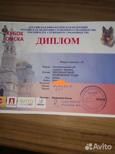 Вязка папийон