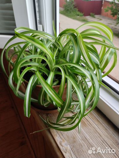 Хлорофитум кудрявый