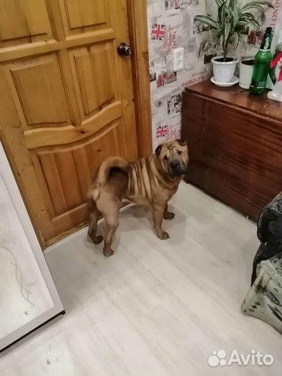 Шарпей в добрые руки