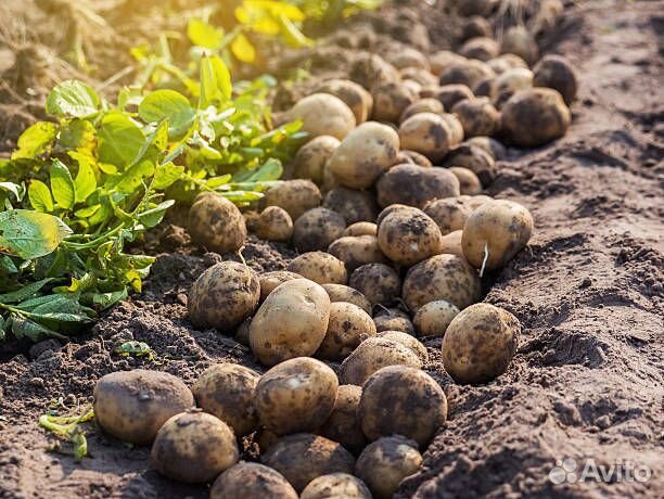 Продам картофель