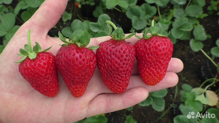 Рассада клубники альбион