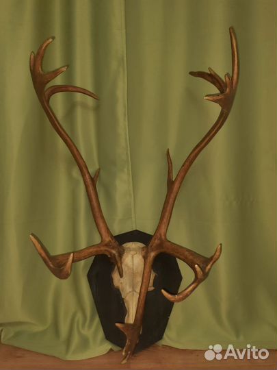 Рога оленя и лося
