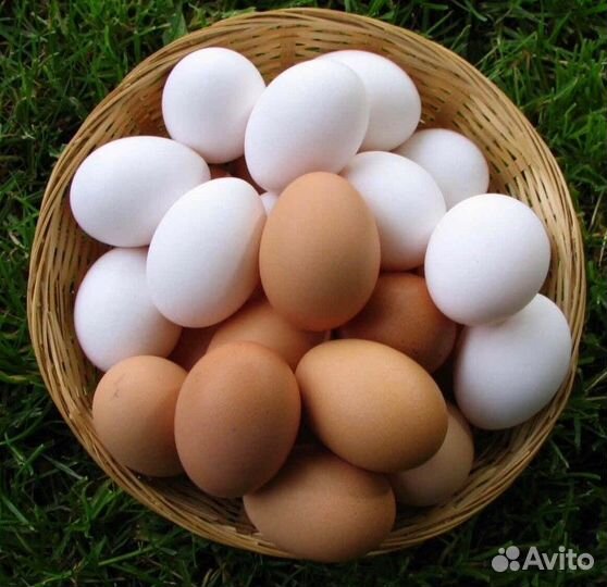 Домашние куриные яйца
