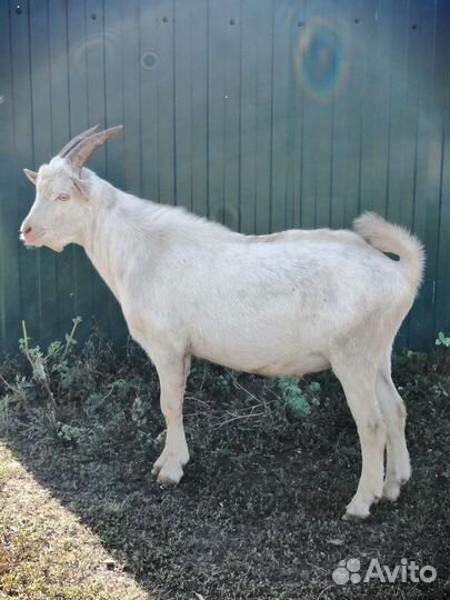 Заанинские козлики