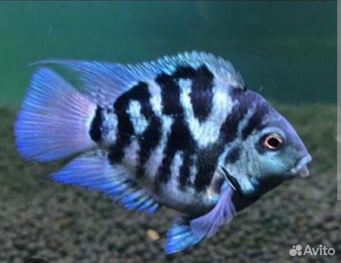 Аквариумные рыбки