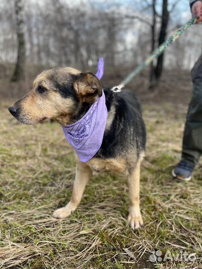 Спокойная небольшая собака в добрые руки