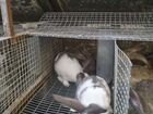 Кролики живым весом объявление продам