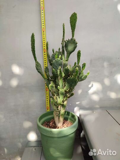 Кактусы и суккуленты