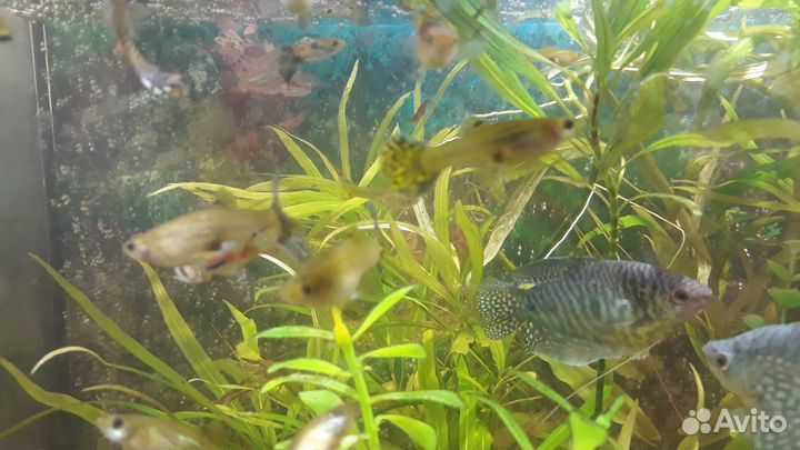 Рыбки, креветки, грунт