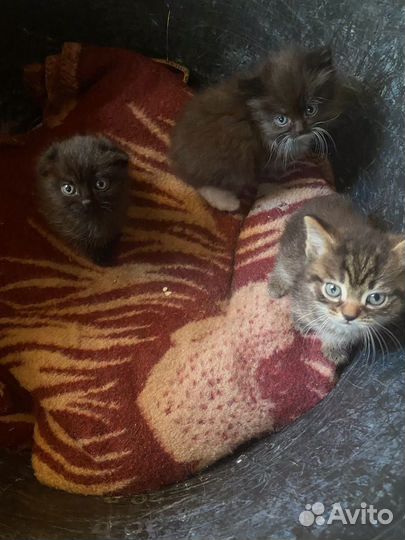 Продажа котят