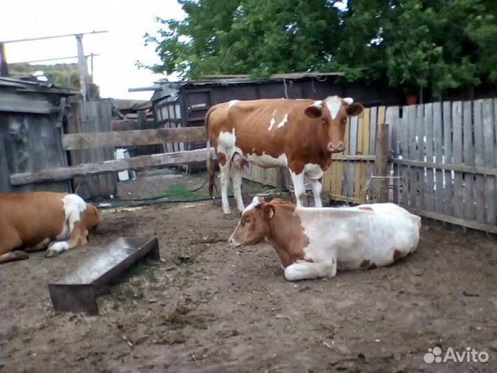 Продажа Коров, телят на подсосе, годовалых бычков