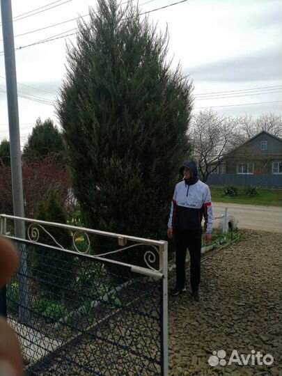 Можевельник скальный