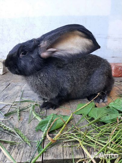 Кролики фландр и Ризен
