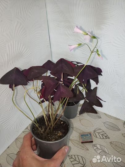 Кислица оксалис