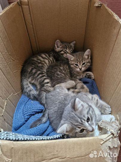 Котята в добрые руки