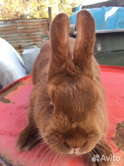 Кролики строкачи, нзб, нзк, бсс, венский голубой