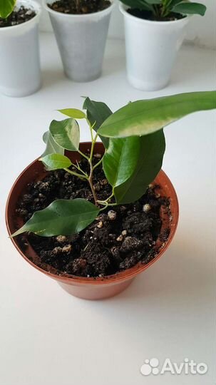 Фикус бенджамина