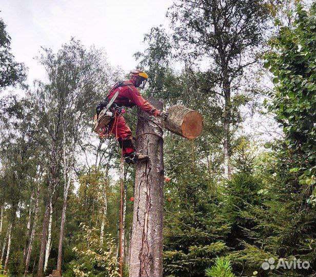 Удаление спил деревьев