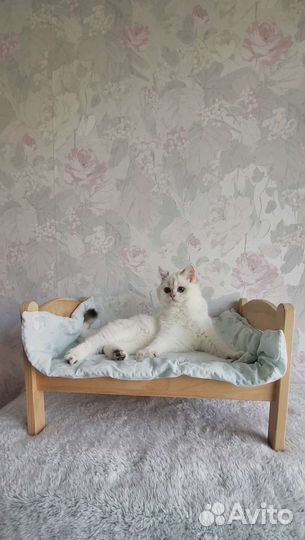 Шотландская принцесса