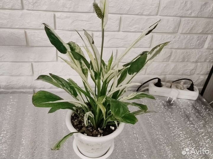 Женское счастье (разных сортов) коллекционные