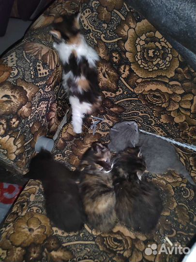 Котята