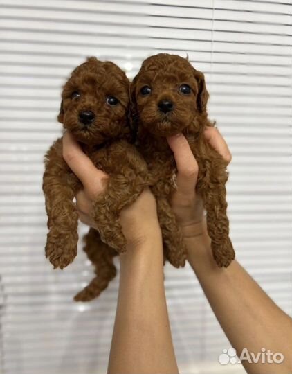 Щенки той пуделя