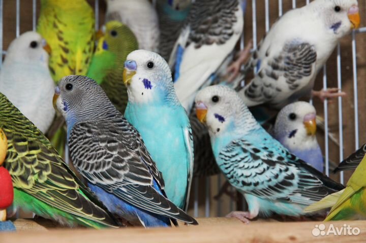 Малыши волнистого попугая. Птенцы