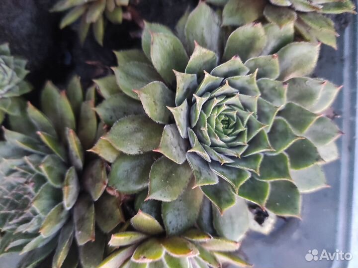 Каменная роза (молодило)