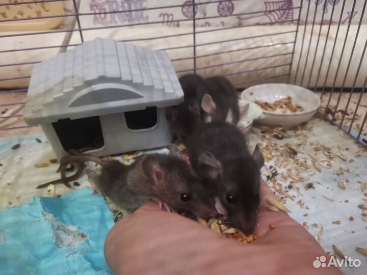 Продам крысят дамбо