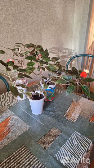 Домашнее растение