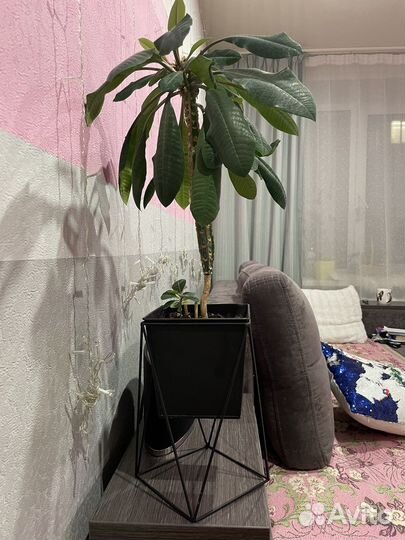 Цветы в офис