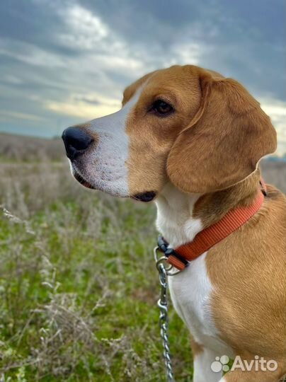 Вязка кобель бигль