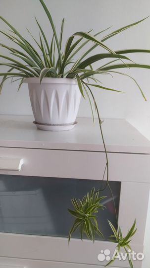 Комнатные растения