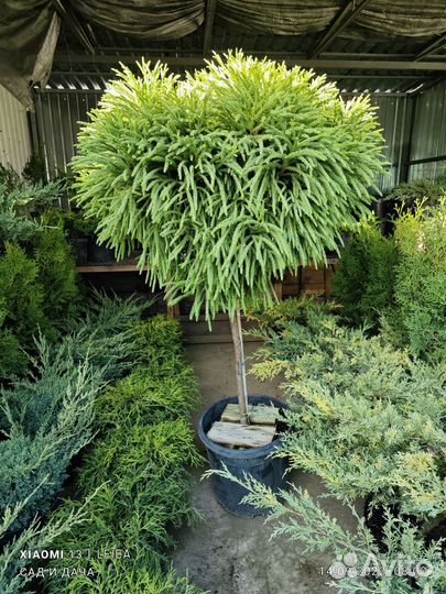 Реализуем саженцы всех видов