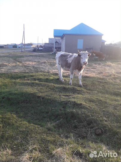 Коровы и телята