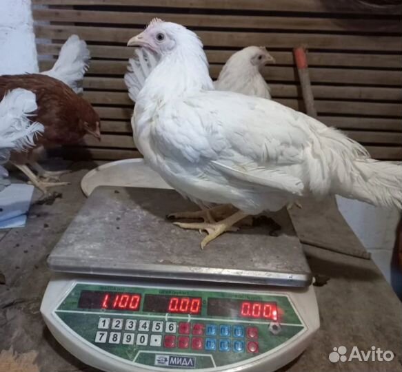 Продажа кур несушек