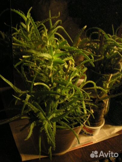 Алоэ древовидное, лекарственное