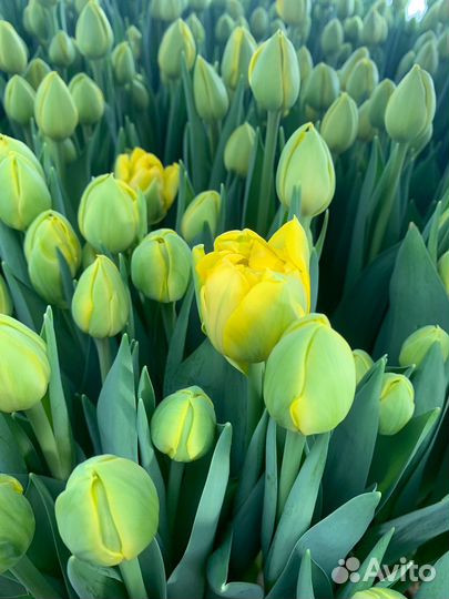 Тюльпаны к 8 марта 2024