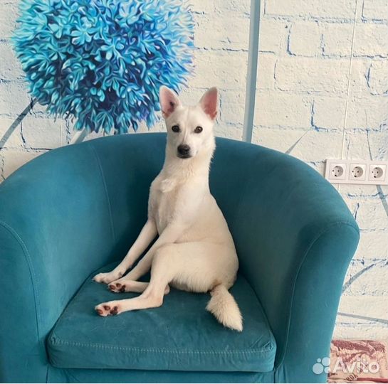 Собака в добрые руки