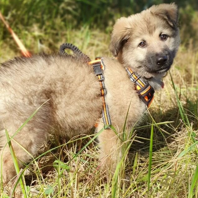 Щенок из приюта